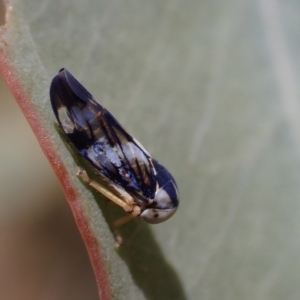 Rosopaella cuprea at Murrumbateman, NSW - 25 Nov 2023 02:11 PM