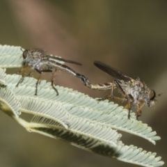 Unidentified Robber fly (Asilidae) at Belconnen, ACT - 25 Jan 2023 by AlisonMilton