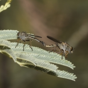 Asilinae sp. (subfamily) at The Pinnacle - 25 Jan 2023