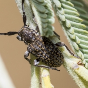 Ancita sp. (genus) at The Pinnacle - 25 Jan 2023