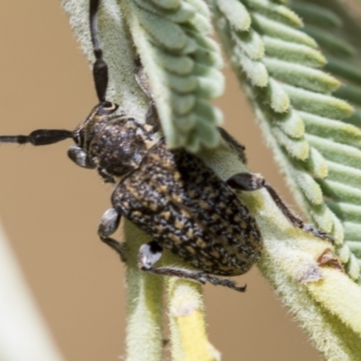 Ancita sp. (genus) (Longicorn or longhorn beetle) at The Pinnacle - 25 Jan 2023 by AlisonMilton