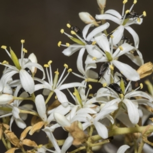 Mordella sp. (genus) at The Pinnacle - 25 Jan 2023