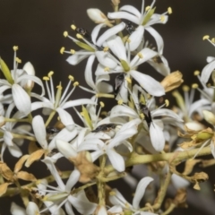 Mordella sp. (genus) at The Pinnacle - 25 Jan 2023