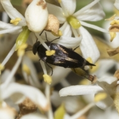 Mordella sp. (genus) at The Pinnacle - 25 Jan 2023 10:55 AM