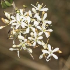 Mordella sp. (genus) at The Pinnacle - 25 Jan 2023