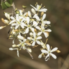 Mordella sp. (genus) at The Pinnacle - 25 Jan 2023