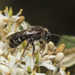 Lipotriches (Austronomia) australica at The Pinnacle - 25 Jan 2023 by AlisonMilton