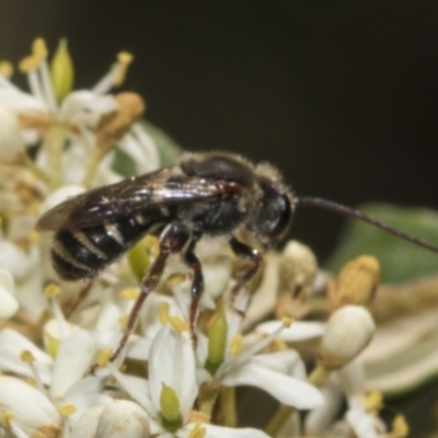 Lipotriches (Austronomia) australica at The Pinnacle - 25 Jan 2023 by AlisonMilton