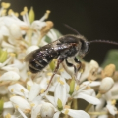 Lipotriches (Austronomia) australica at The Pinnacle - 25 Jan 2023 11:08 AM