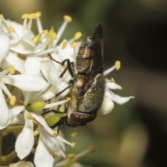 Stomorhina discolor (Snout fly) at The Pinnacle - 25 Jan 2023 by AlisonMilton