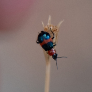 Dicranolaius bellulus at Higgins Woodland - 25 Nov 2023 04:24 PM