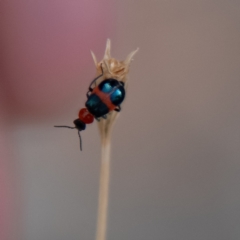 Dicranolaius bellulus at Higgins Woodland - 25 Nov 2023 04:24 PM