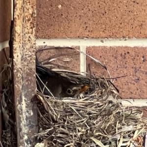 Turdus merula at Crace, ACT - 25 Nov 2023