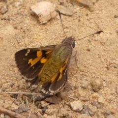 Trapezites phigalioides (Montane Ochre) at Woodlands - 22 Nov 2023 by Curiosity