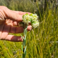 Pimelea bracteata (A Rice Flower) at Bago State Forest - 21 Nov 2023 by Lissanthe