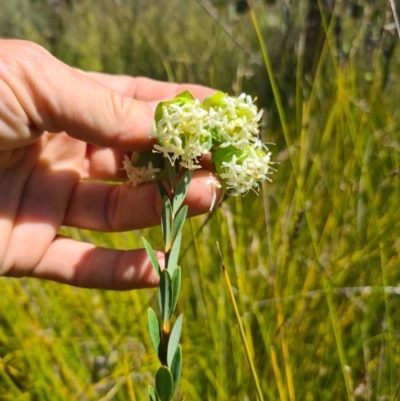 Pimelea bracteata (A Rice Flower) at Bago State Forest - 21 Nov 2023 by Lissanthe