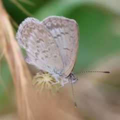 Zizina otis (Common Grass-Blue) at WREN Reserves - 24 Nov 2023 by KylieWaldon