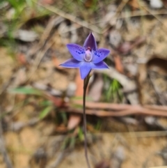 Thelymitra juncifolia (Dotted Sun Orchid) at Namadgi National Park - 7 Nov 2023 by LukeMcElhinney