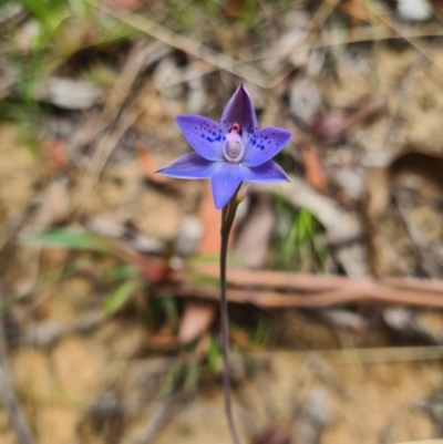 Thelymitra juncifolia (Dotted Sun Orchid) at Namadgi National Park - 7 Nov 2023 by LukeMcElhinney