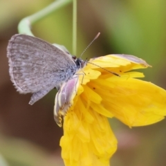 Zizina otis (Common Grass-Blue) at WREN Reserves - 25 Nov 2023 by KylieWaldon