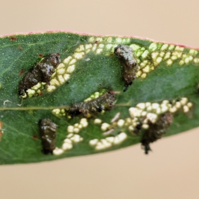 Unverified Sawfly (Hymenoptera, Symphyta) at WREN Reserves - 25 Nov 2023 by KylieWaldon