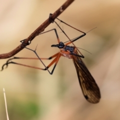 Harpobittacus australis (Hangingfly) at WREN Reserves - 24 Nov 2023 by KylieWaldon