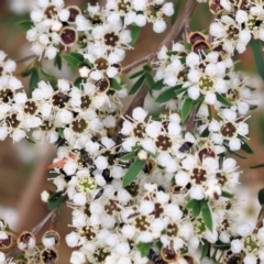 Kunzea ericoides (Burgan) at WREN Reserves - 24 Nov 2023 by KylieWaldon