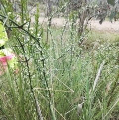 Discaria pubescens (Australian Anchor Plant) at The Tops at Nurenmerenmong - 24 Nov 2023 by Lissanthe