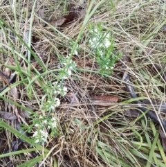 Discaria pubescens at Bago State Forest - 24 Nov 2023 01:30 PM