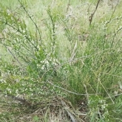 Discaria pubescens at Bago State Forest - 24 Nov 2023 01:30 PM