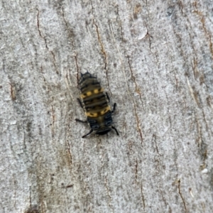 Coccinellidae (family) at Aranda, ACT - 25 Nov 2023