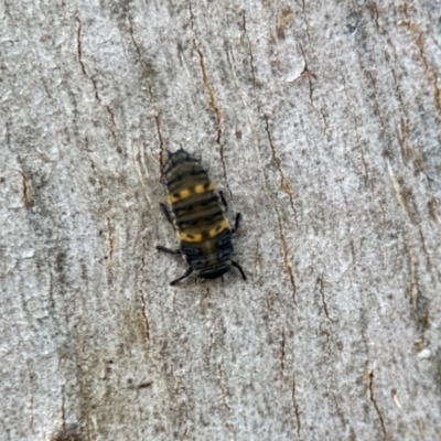 Coccinellidae (family) (Unidentified lady beetle) at Aranda, ACT - 25 Nov 2023 by KMcCue