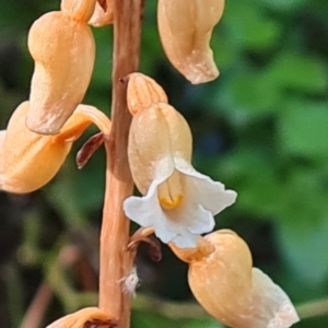 Gastrodia procera at Isaacs, ACT - 26 Nov 2023