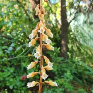 Gastrodia procera at Isaacs, ACT - 26 Nov 2023