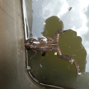 Limnodynastes peronii at QPRC LGA - 25 Nov 2023