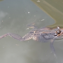 Limnodynastes peronii at QPRC LGA - 25 Nov 2023