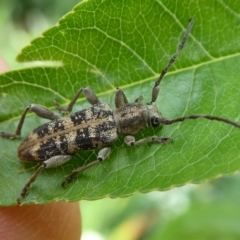Pempsamacra dispersa (Longhorn beetle) at Mongarlowe River - 25 Nov 2023 by arjay