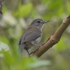 Colluricincla harmonica (Grey Shrikethrush) at Brunswick Heads, NSW - 13 Nov 2023 by macmad