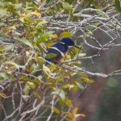 Ceyx azureus (Azure Kingfisher) at Brunswick Heads, NSW - 13 Nov 2023 by macmad