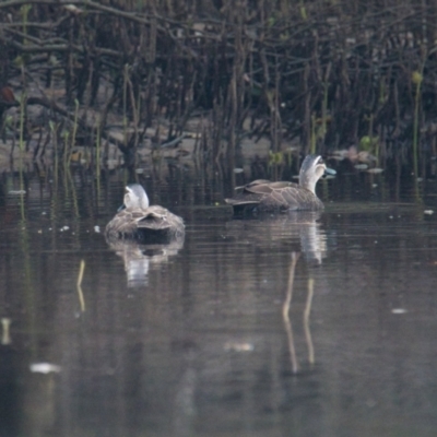 Anas superciliosa (Pacific Black Duck) at Brunswick Heads, NSW - 14 Nov 2023 by macmad