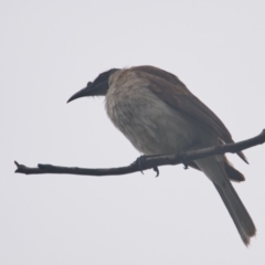 Philemon corniculatus (Noisy Friarbird) at Brunswick Heads, NSW - 13 Nov 2023 by macmad