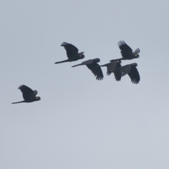 Zanda funerea (Yellow-tailed Black-Cockatoo) at Brunswick Heads, NSW - 13 Nov 2023 by macmad