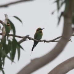 Merops ornatus (Rainbow Bee-eater) at Brunswick Heads, NSW - 13 Nov 2023 by macmad