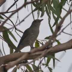 Colluricincla harmonica (Grey Shrikethrush) at Brunswick Heads, NSW - 14 Nov 2023 by macmad