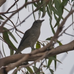 Colluricincla harmonica (Grey Shrikethrush) at Brunswick Heads, NSW - 13 Nov 2023 by macmad