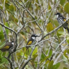 Phylidonyris niger (White-cheeked Honeyeater) at Wallum - 15 Nov 2023 by macmad