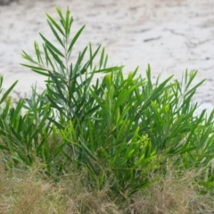 Acacia longifolia subsp. longifolia (Sydney Golden Wattle) at Wallum - 15 Nov 2023 by macmad