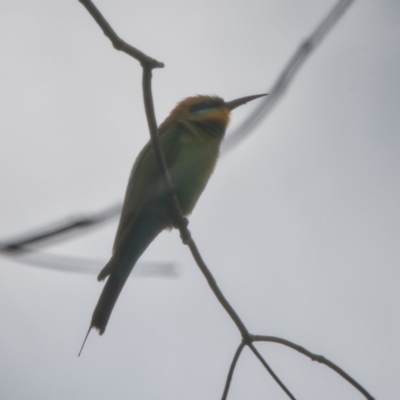 Merops ornatus (Rainbow Bee-eater) at Brunswick Heads, NSW - 15 Nov 2023 by macmad