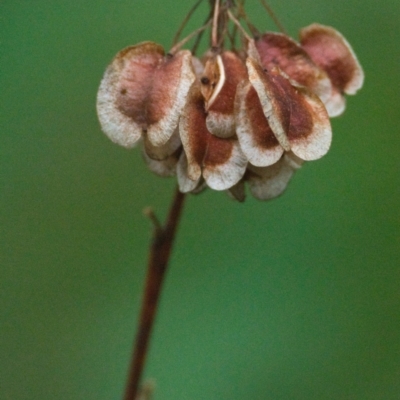 Dodonaea triquetra (Large-leaf Hop-Bush) at Brunswick Heads, NSW - 15 Nov 2023 by macmad