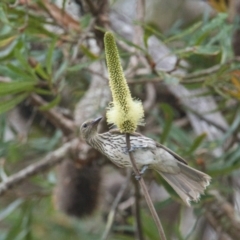 Oriolus sagittatus (Olive-backed Oriole) at Brunswick Heads, NSW - 15 Nov 2023 by macmad